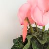 Planta Ciclamen de tacto natural (Incluye maceta)