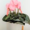 Planta Ciclamen de tacto natural (Incluye maceta) - Imagen 2