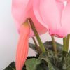 Planta Ciclamen de tacto natural (Incluye maceta) - Imagen 4