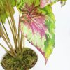 detalle de la hoja de la begonia artificial de látex de tacto natural
