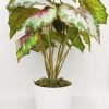 detalle de la hoja de la begonia artificial de látex de tacto natural en maceta