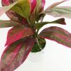 Cordyline con maceta "Mini" - Imagen 3
